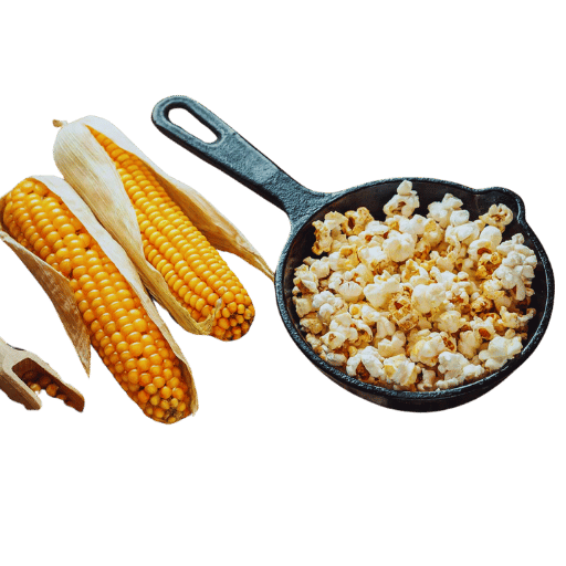 How is the Popcorn Plant Harvested?