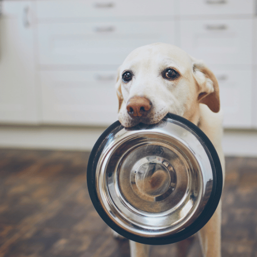 Por que devo considerar fazer comida seca caseira para cães?