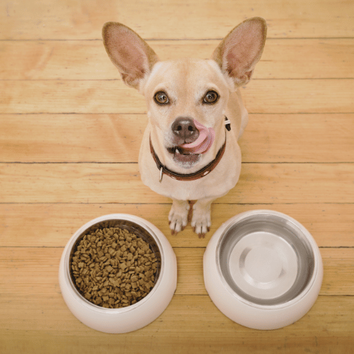 Quais ingredientes devo usar na comida seca caseira para cães?