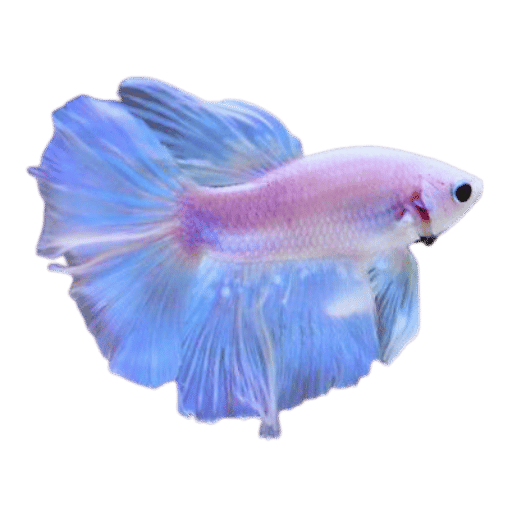 Why is My Betta Fish Losing Color? Understanding the Causes and Solutions