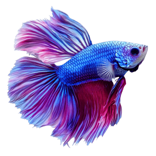How Long Can a Betta Fish Go Without Food?