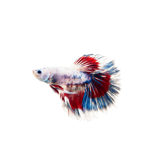 Berapa Kerapkah Ikan Betta Perlu Diberi Makan?