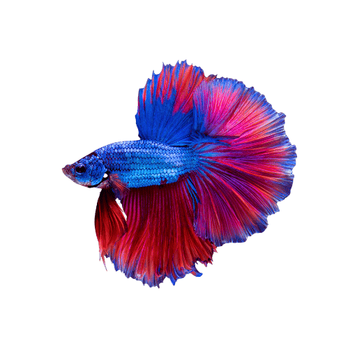 Quanto tempo può vivere un pesce Betta senza essere nutrito?