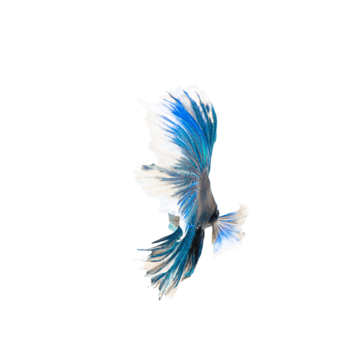 How to Acclimate Your Betta Fish for a Smooth Transition to the Aquarium
