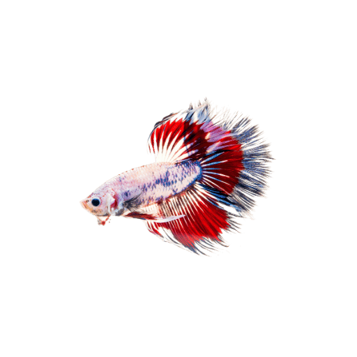 Mengapa Penting untuk Menyesuaikan Ikan Betta?