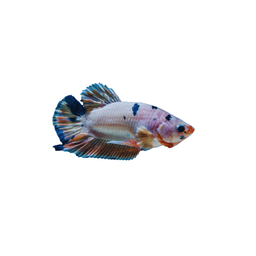 Kesilapan Biasa dalam Penyesuaian Bettas