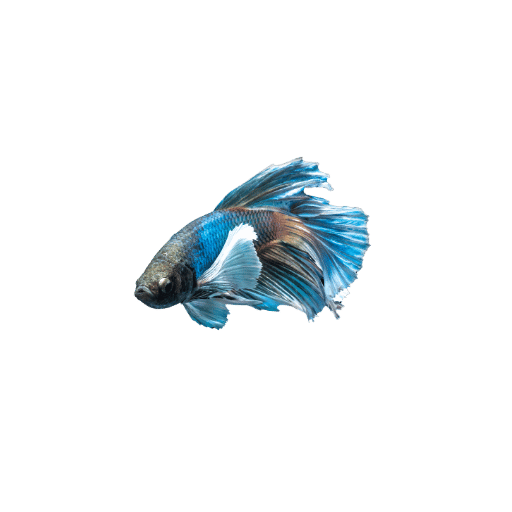 Ikan Betta Yang Baru Dibiasakan