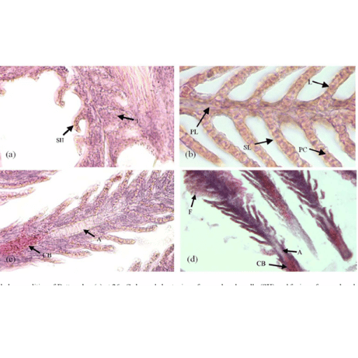 Fig. 3 Gill abnormalities of Betta rubra (a) at 26 oC showed shortening of secondary lamella (SH) and fusion of secondary lamella (F); (b) at 28 oC, the gill histology showed normal conditions, PL: primary lamella, SL…