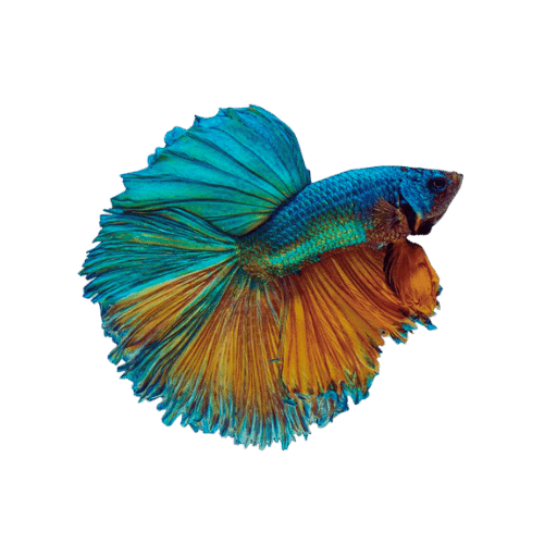 Betta Balığınızı Doğru Şekilde Nasıl Beslersiniz?