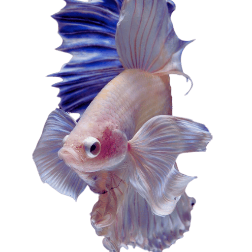 Compatible Betta Fish Tank Mates: What Fish Can Live with Bettas?