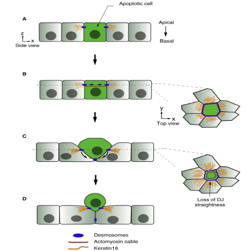 How does cell competition affect extrusion?