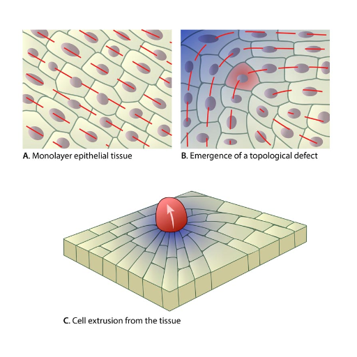 How does cell extrusion occur in epithelial tissues?
