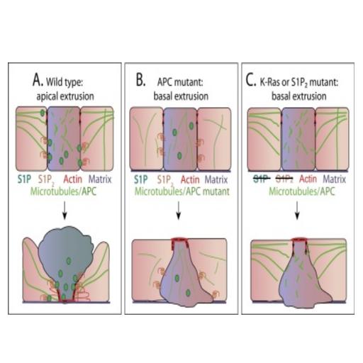 How does extrusion relate to developmental biology?