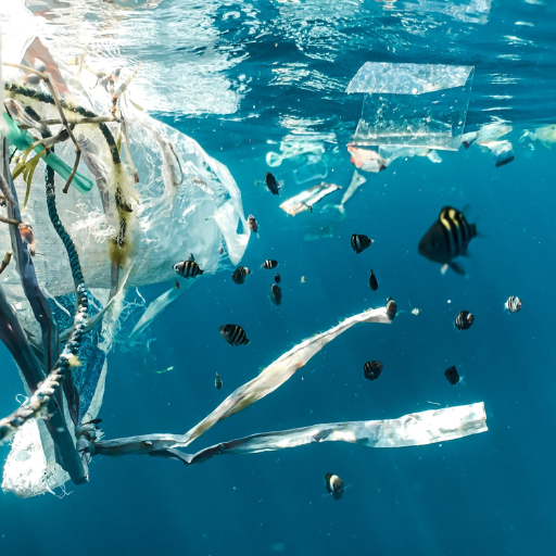 What Is the Impact of Plastic Waste on the Environment