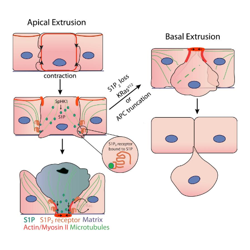 What role does apoptotic cell extrusion play in tissue regulation?