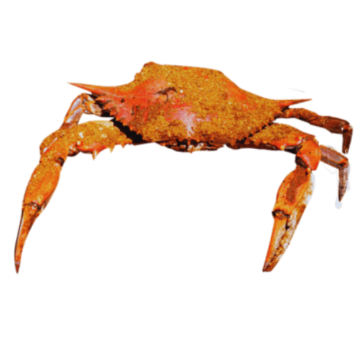 Mengapa Ketam Biru Maryland merupakan Ikon Baltimore?